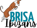 Brisa Ibizan Hounds