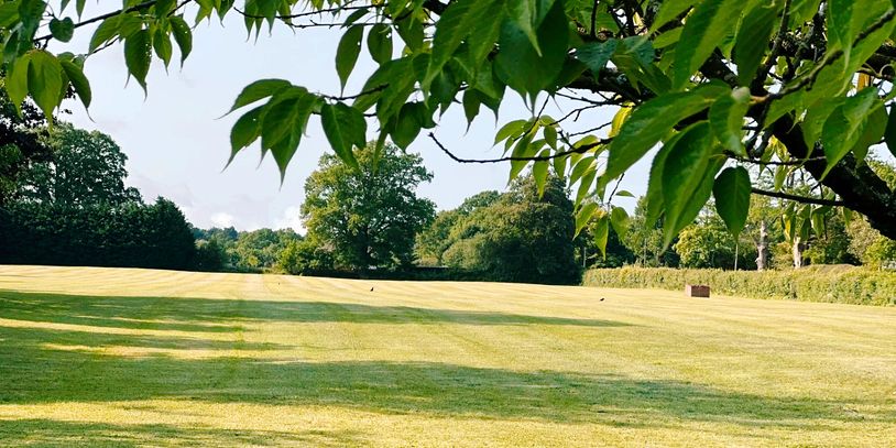 Sunlit grassy field framed by tree leaves.
