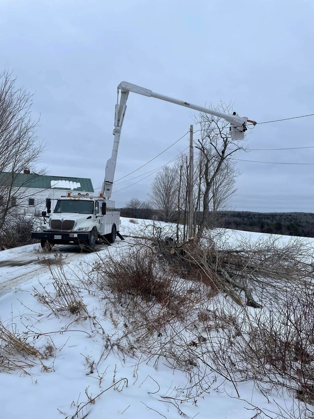 utility arborist