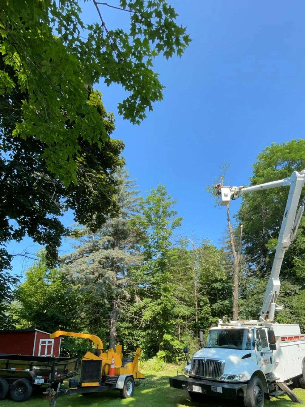 Utility truck trimming a tall tree under blue sky.