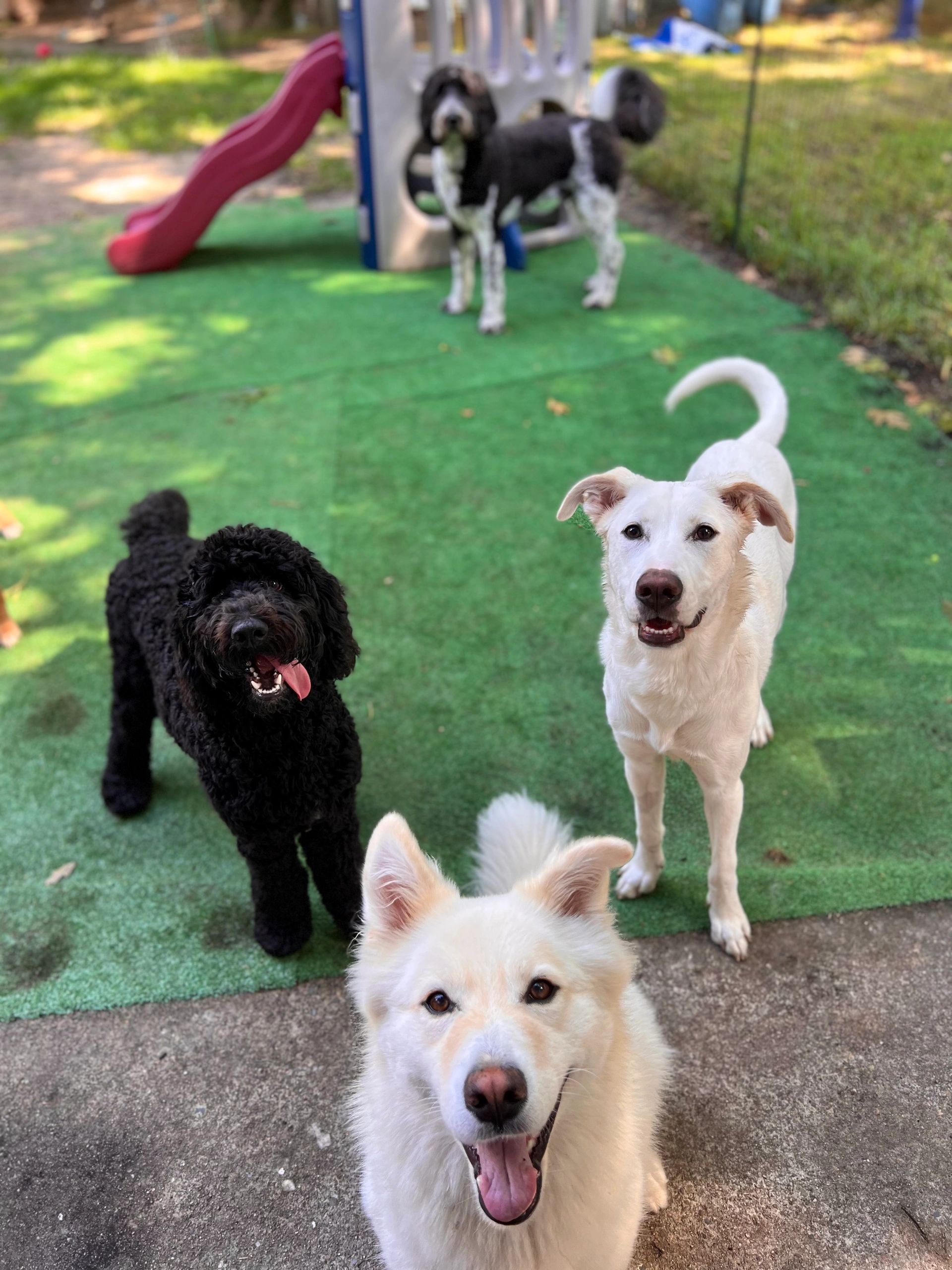 Hailey’s Happy Wags Doggy Daycare, Dog Home Boarding