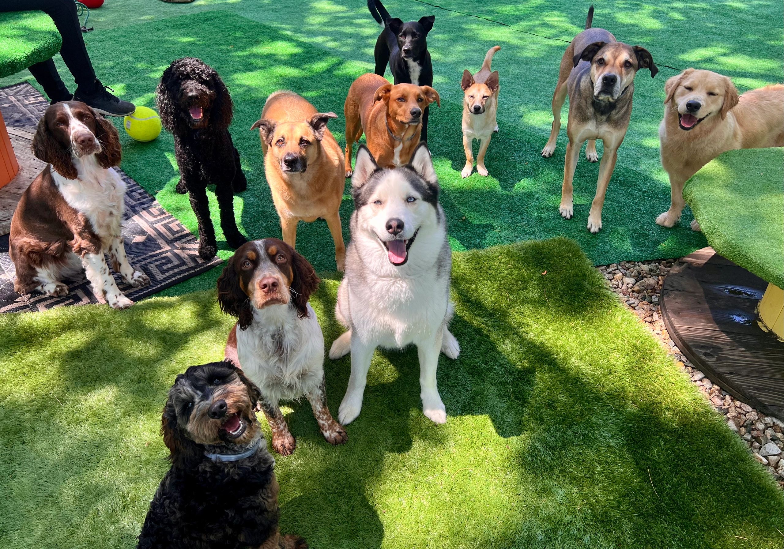 Hailey’s Happy Wags - Luxury Home-Style Doggy Daycare and Boarding with ...