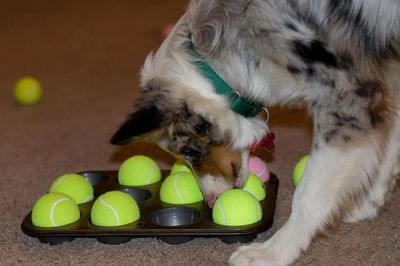 Dog sniffing tennis balls in a muffin tray.