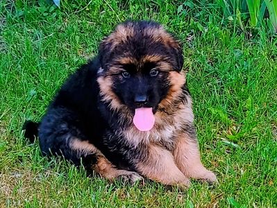 Cute fluffy German Shepherd puppy sitting on grass.