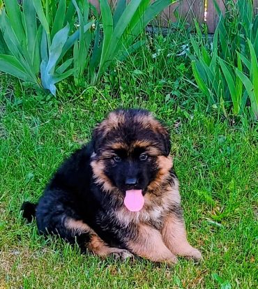 Cute German Shepherd puppy sitting on grass.