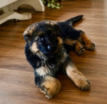 Adorable German Shepherd puppy lying on wooden floor.