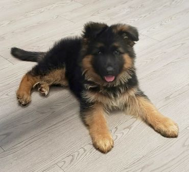 German Shepherd puppy lying on wooden floor.