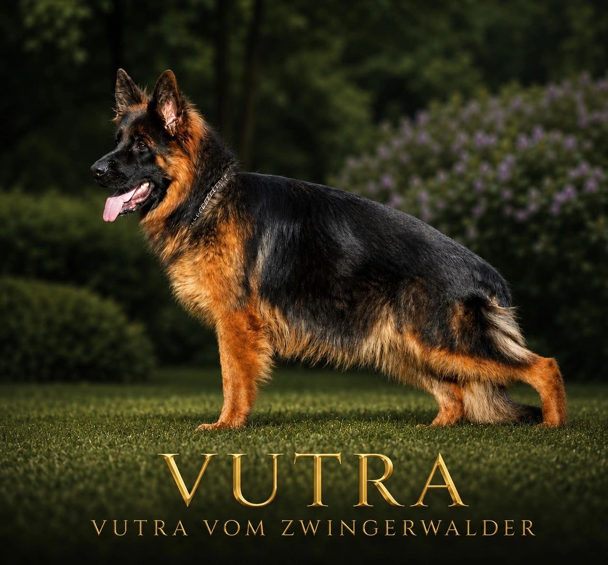 A German Shepherd dog named Vutra standing on grass.