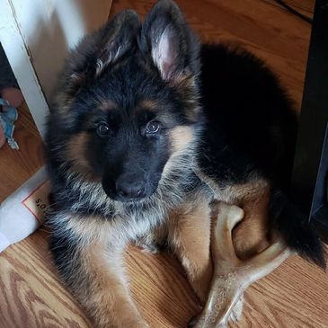 Cute German Shepherd puppy sitting on wooden floor.