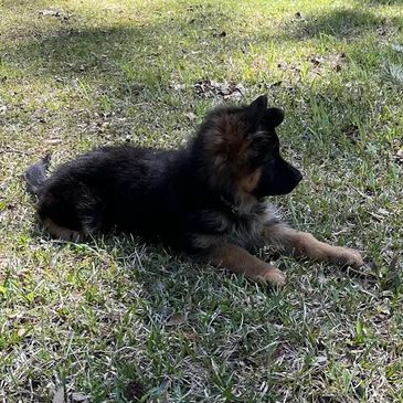 German Shepherd puppy lying on grass.