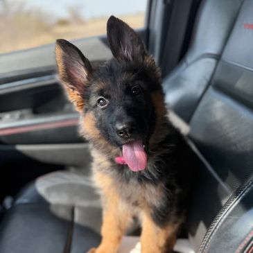 Adorable German Shepherd puppy sitting in a car seat.