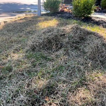 Dethatching service, Meridian Kessler, Broad Ripple, Butler Tarkington, Indianapolis Northside
