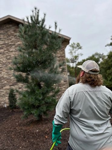 Tree and Shrub Treatment