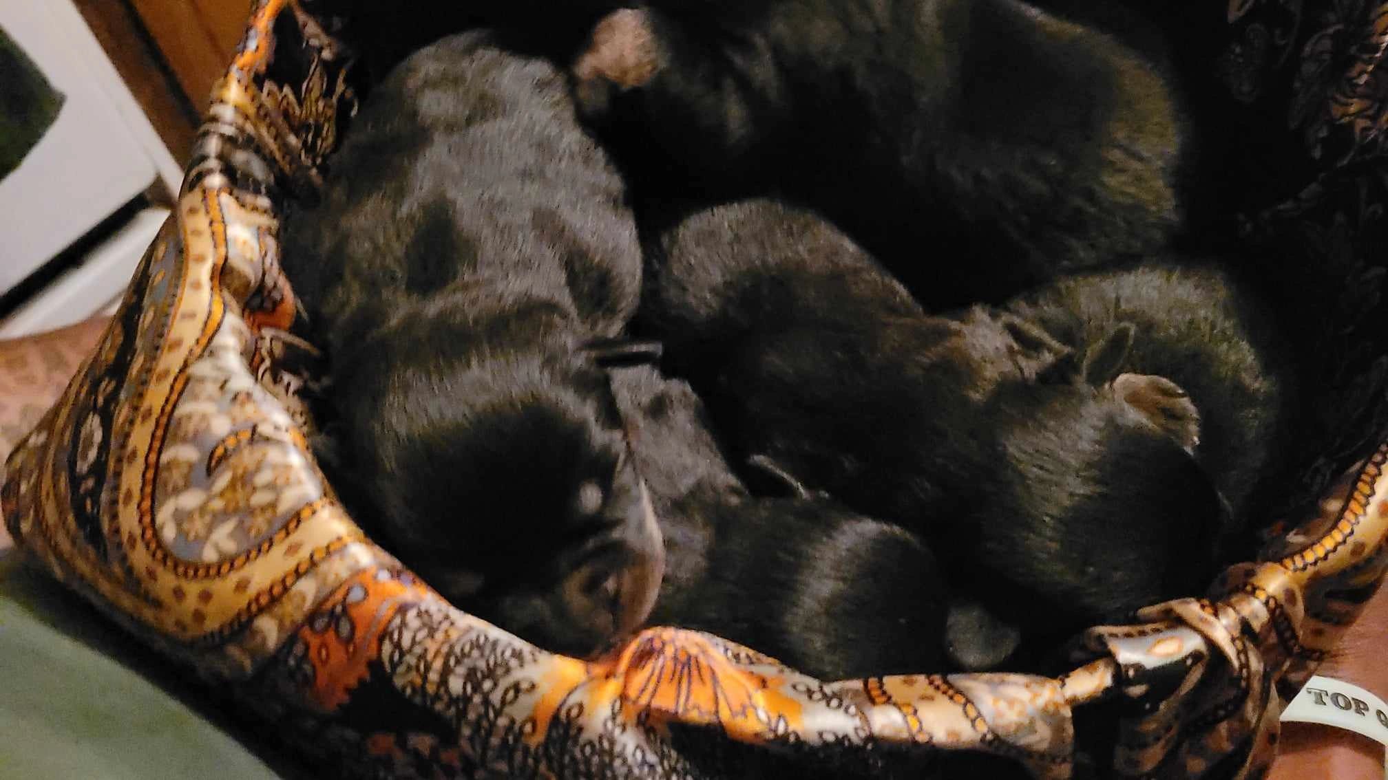 New Rottie Babies are HERE!!!