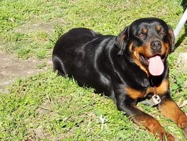 Rottweiler Lady, sister of Sage. German purebred rotties both beautiful. Lady is smart & laid back..