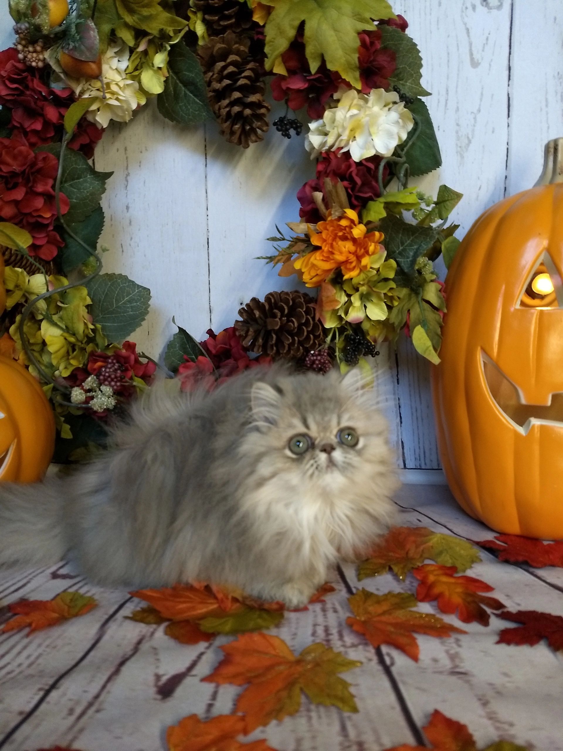 Hoobly Persian Kittens Michigan 22 - sm2e346