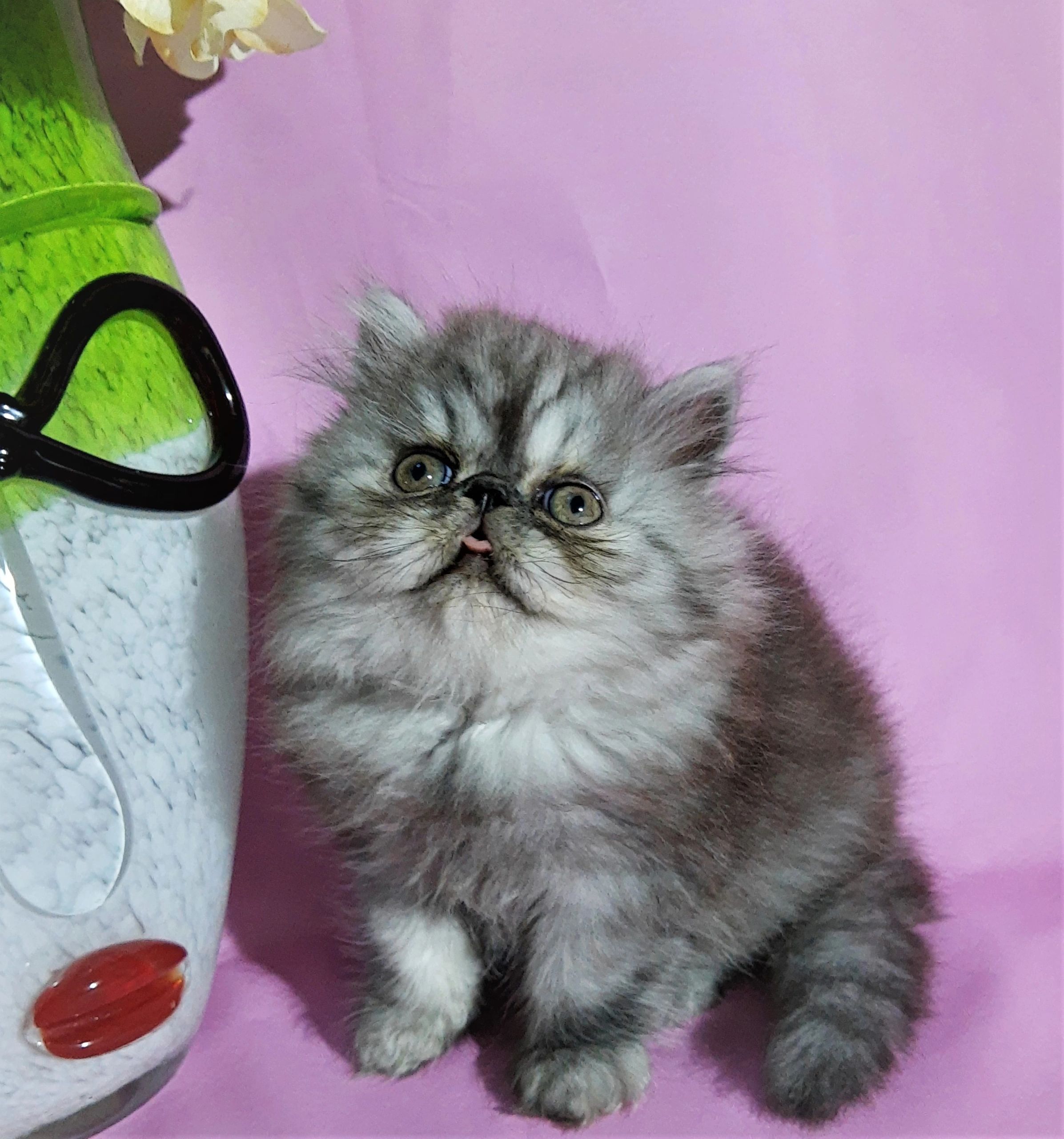 Pensacola Persians Persian Kittens, Persian Cats
