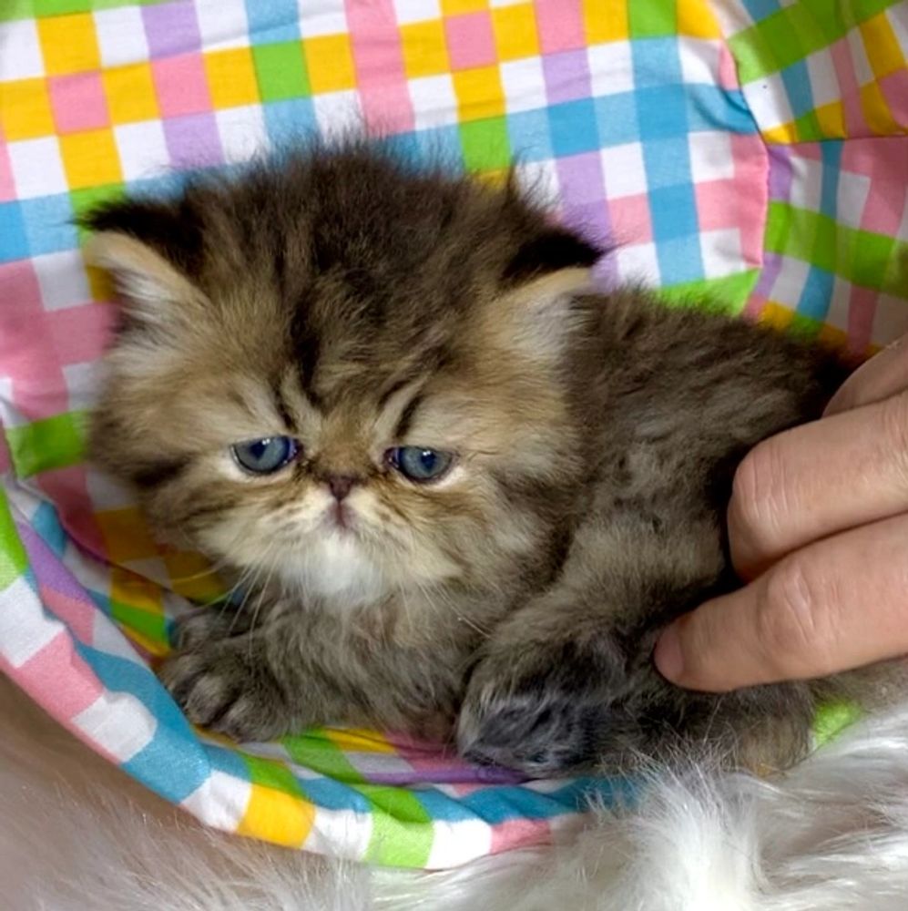 Pensacola Persians Persian Kittens, Persian Cats