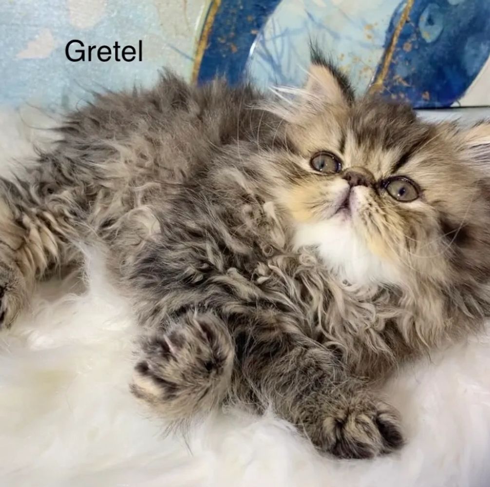 Kittens for Sale Near Me  Cats For Sale - The Persian Kittens