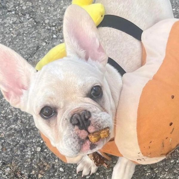 French bulldog with a funny expression and something stuck on its mouth.