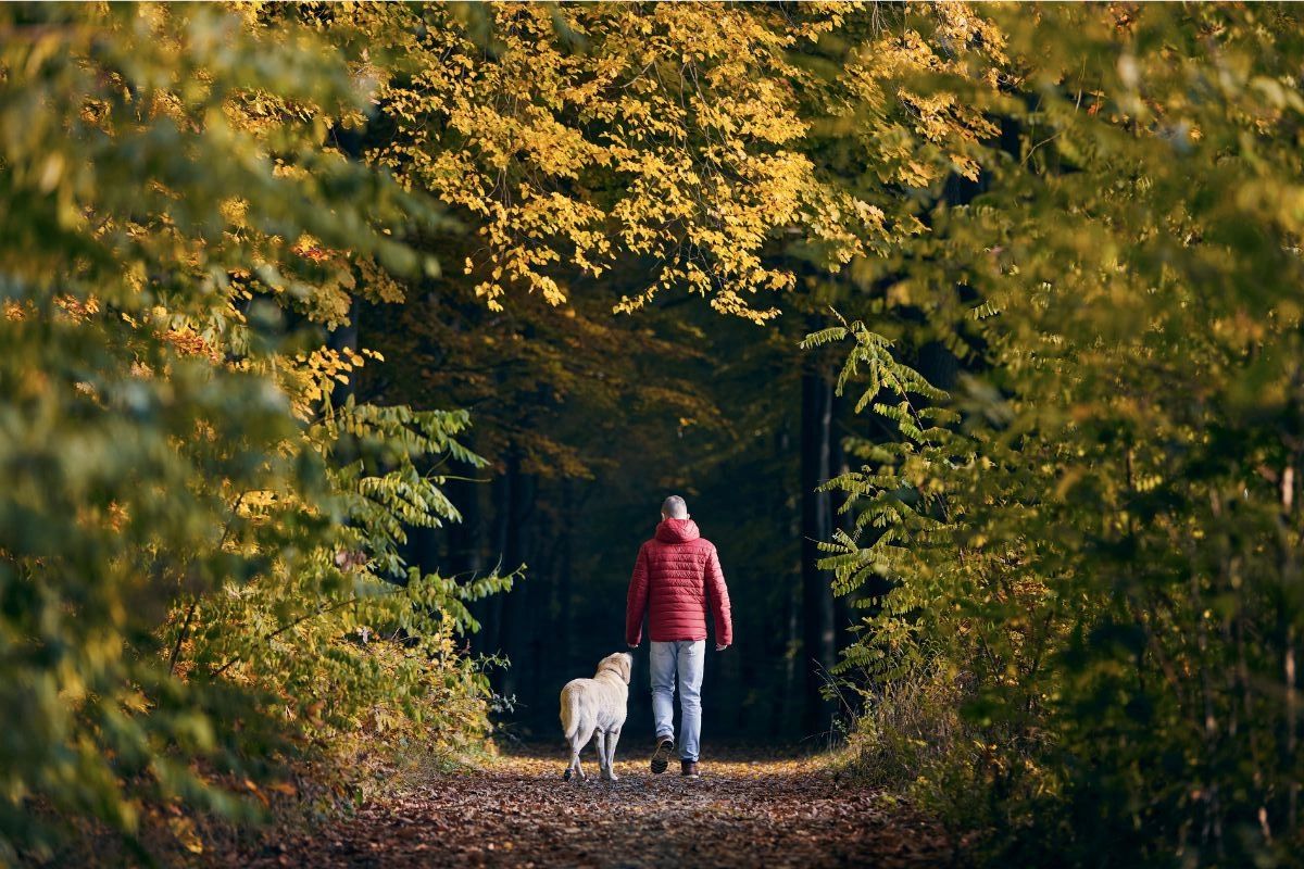 Walking EMDR intensive session in a rural North Carolina forest with a therapy dog supporting nervous system regulation Walking EMDR intensive session in a rural North Carolina forest with a therapy dog supporting nervous system regulation