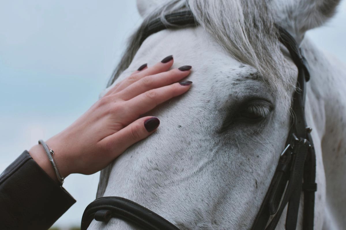 Equine-assisted EMDR therapy using gentle, grounded connection during an outdoor trauma intensive in North Carolina Equine-assisted EMDR therapy using gentle, grounded connection during an outdoor trauma intensive in North Carolina