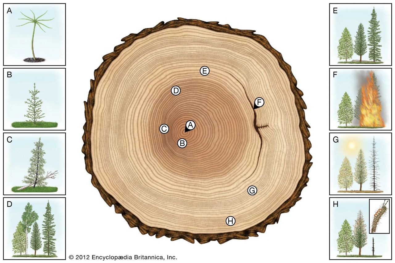 Visual of this Loblolly Pine's Ring Narrative Visual of this Loblolly Pine's Ring Narrative