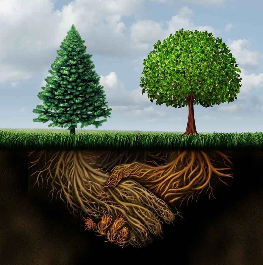 eco therapy, nature therapy, mental health eco therapy, nature therapy, mental health