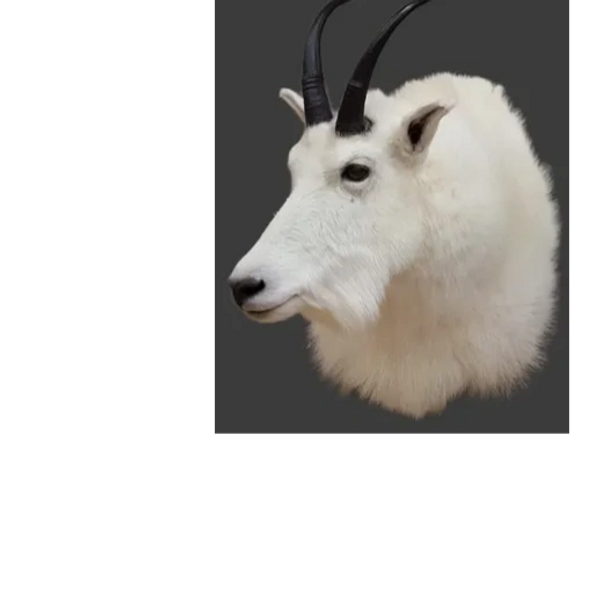 Mountain Goat shoulder mount