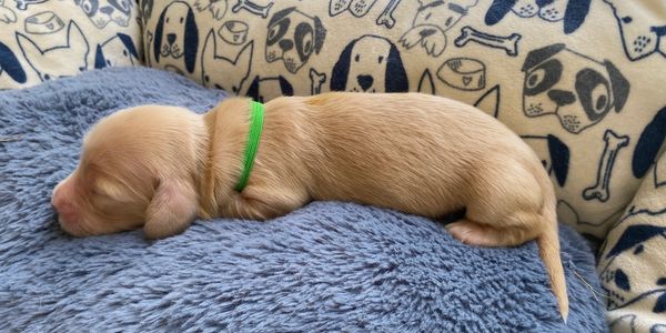 Six cream puppies arrived
7/12.  4 available 