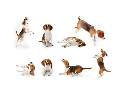 Multiple beagle dogs in various playful and resting poses on white background.