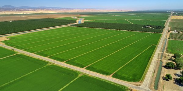 Aerial view of large, green agricultural fields with irrigation canals.