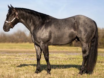 BOLD BLUEBOON X MS ZAN JUAN SEEKER | OWNED BY BURNIN B RANCH