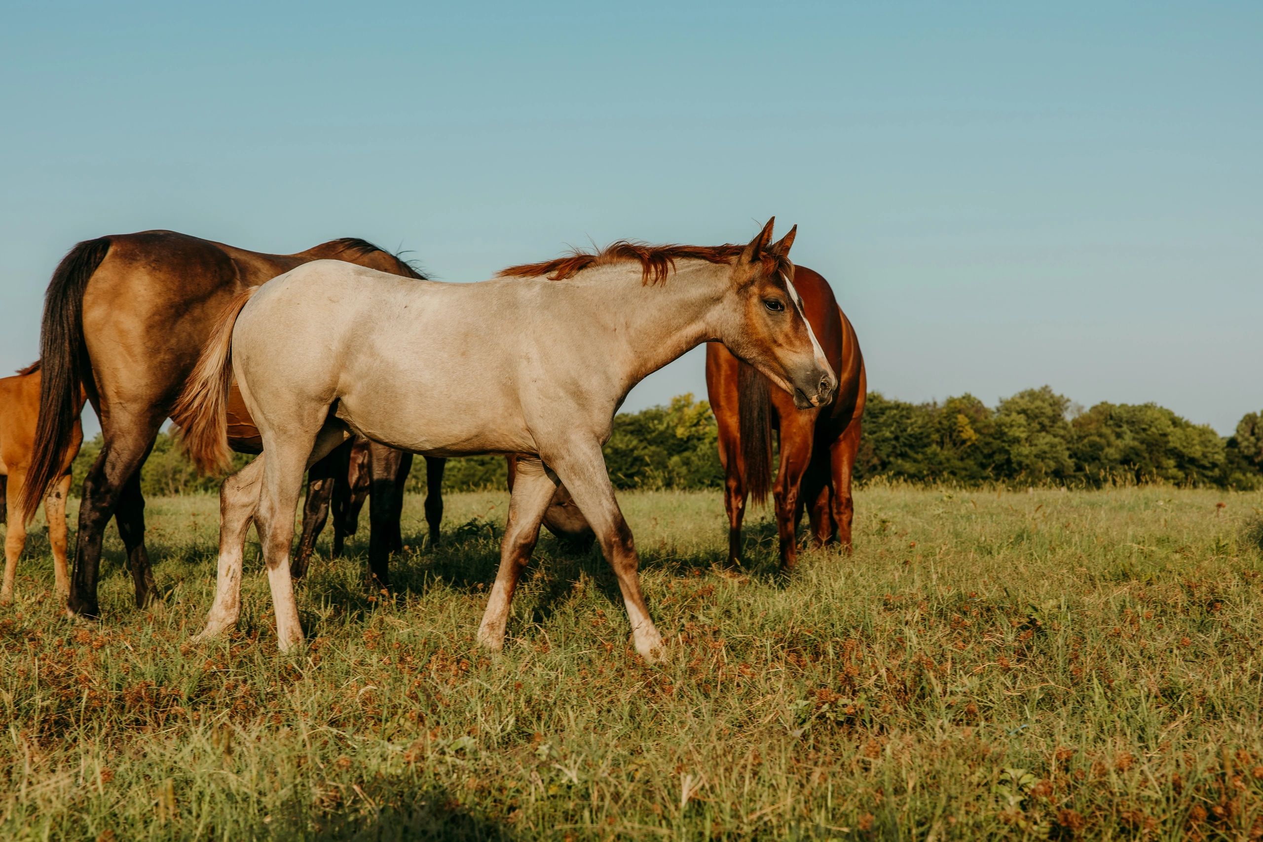 Horses grazing in a sunny pasture under a clear blue sky.