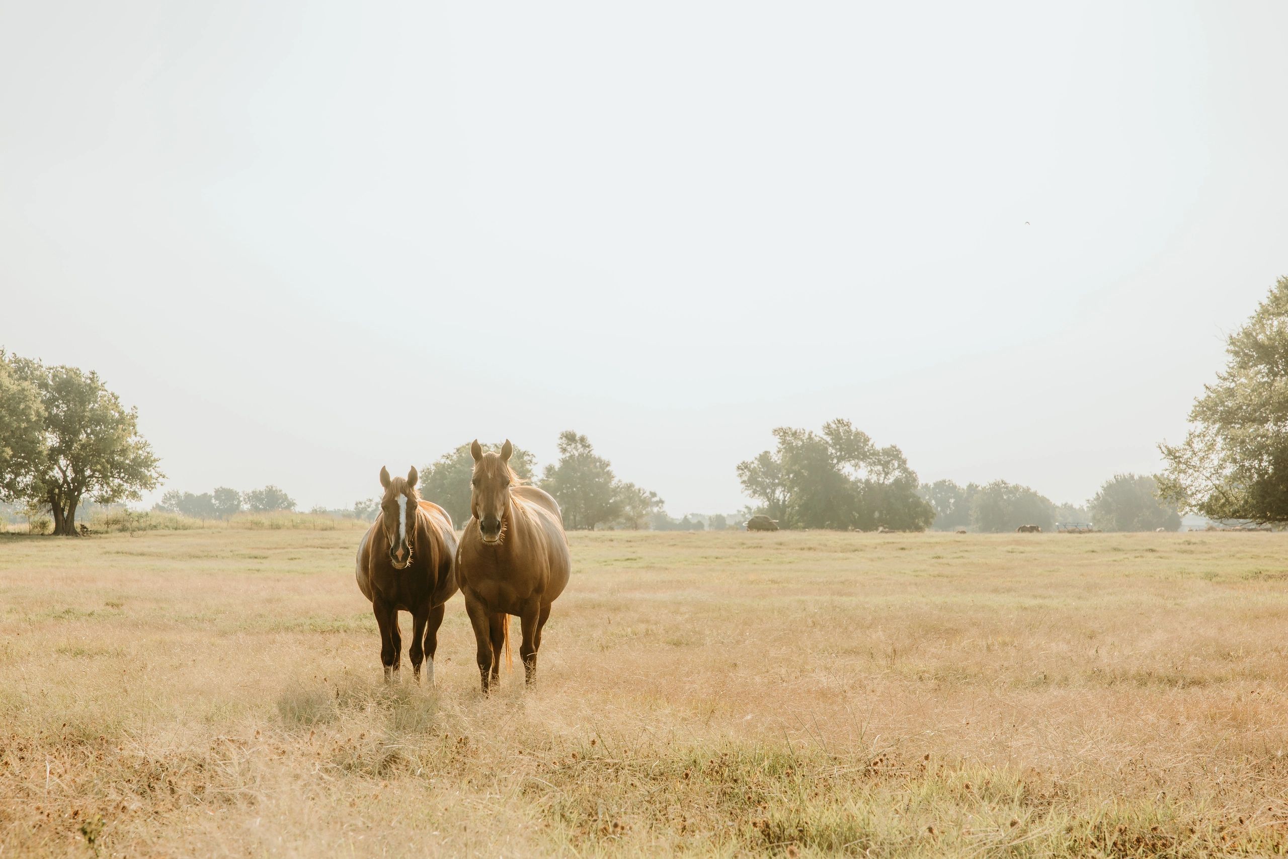 Two horses standing side by side in a field.