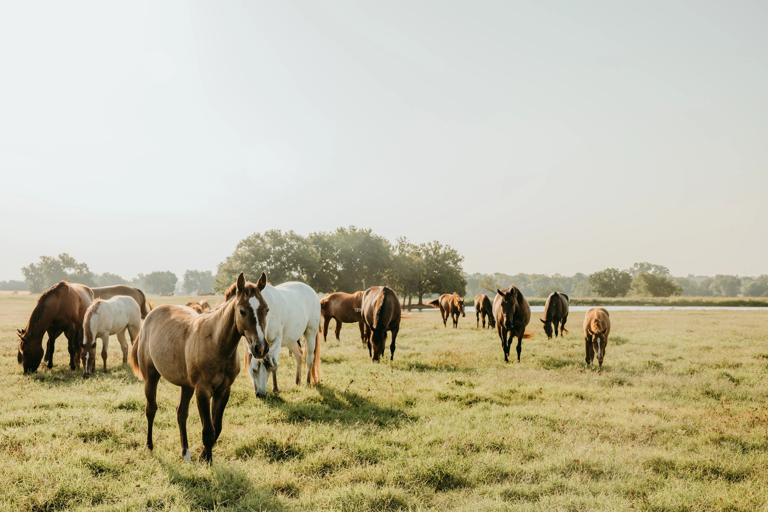 Horses grazing in a sunlit field.