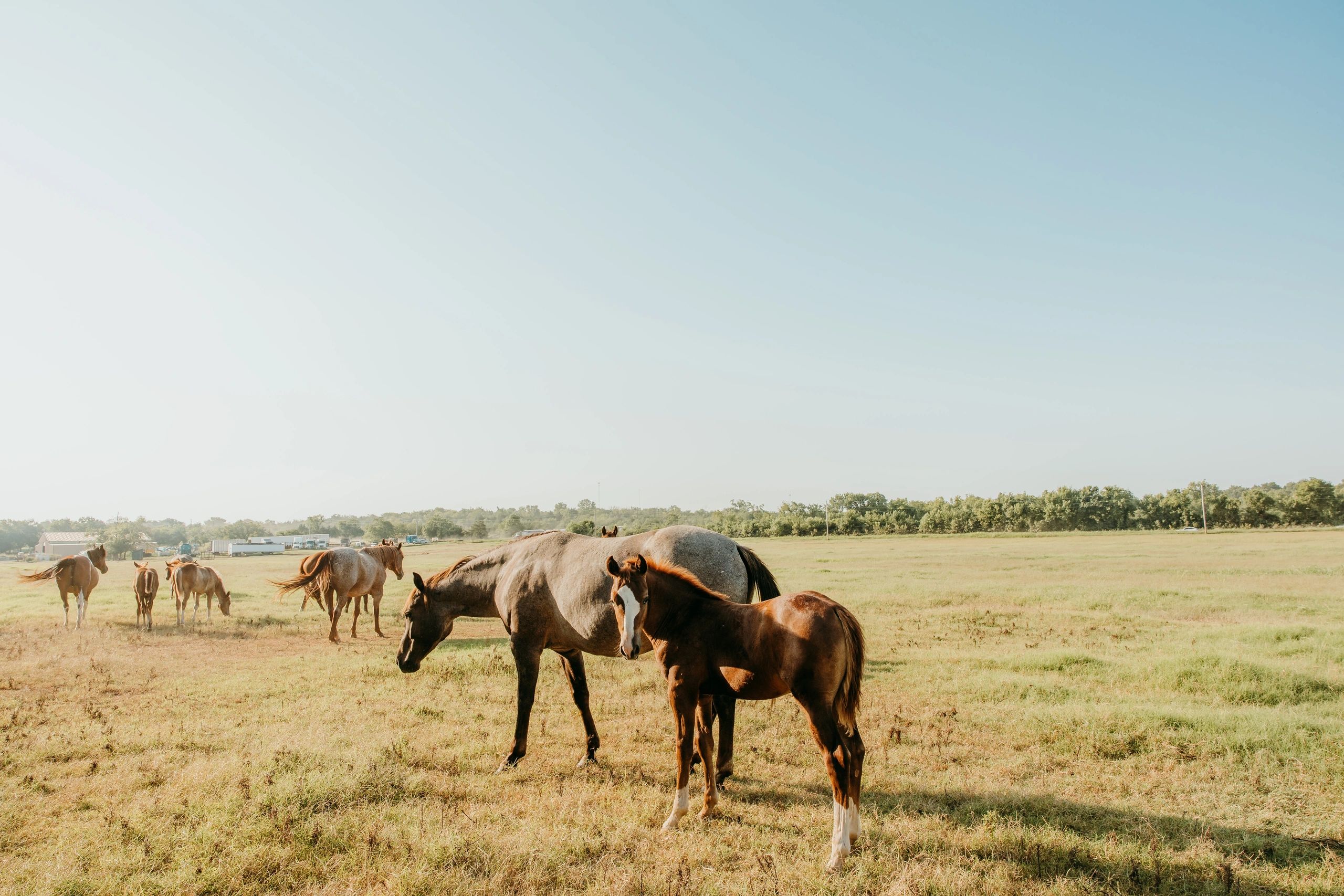 Horses grazing on a sunny field.