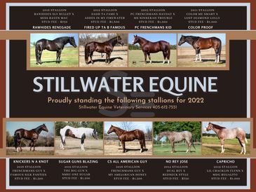 Stillwater Equine Veterinary Services - Home