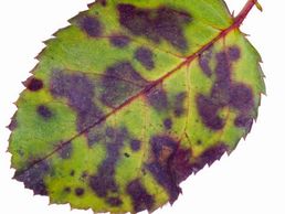 Downy Mildew infection on rose leaf