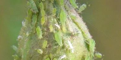 Heavy aphid infestation on a rose bud. 