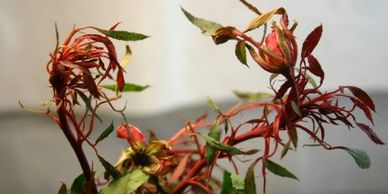 Witches Broom effect of Rose Rosette Disease on new growth. Cause distorted leaves and bud formation