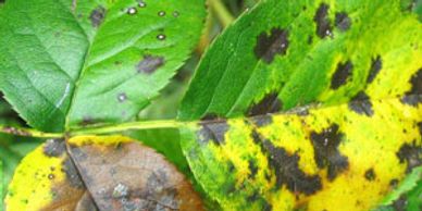 Black Spot fungal infection on rose leaves