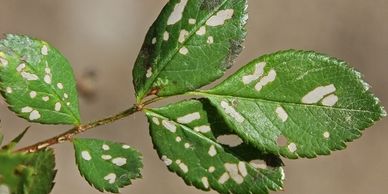 Rose Slug damage appears as grey holes and is where feeding has occurred. This is not a disease