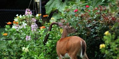 Deer will come in and eat up all the new growth in a garden leaving behind stripped canes and damage