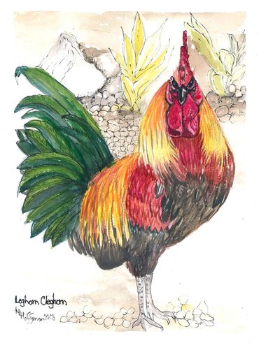 Rooster
Puerto Rico
Wild Chickens
