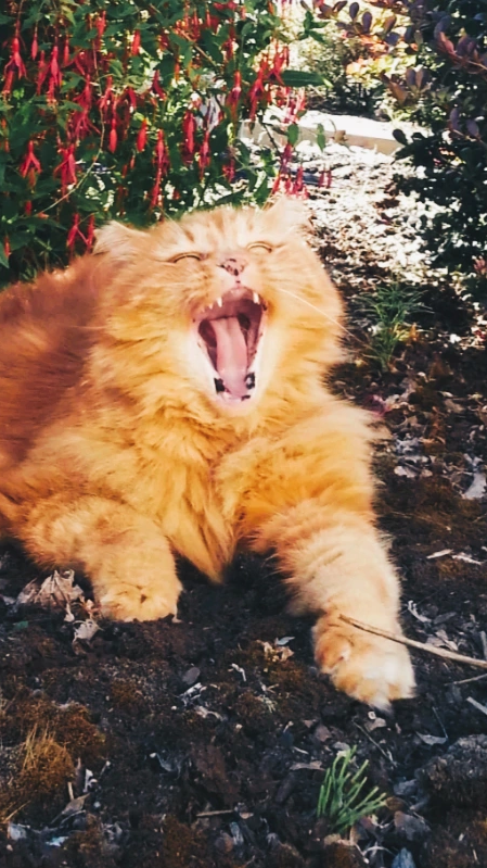 A cat meowing 