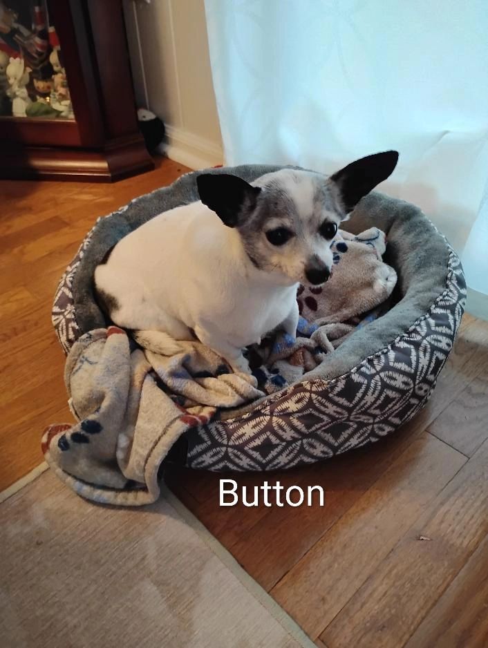 Small white and black dog named Button in a cozy bed.