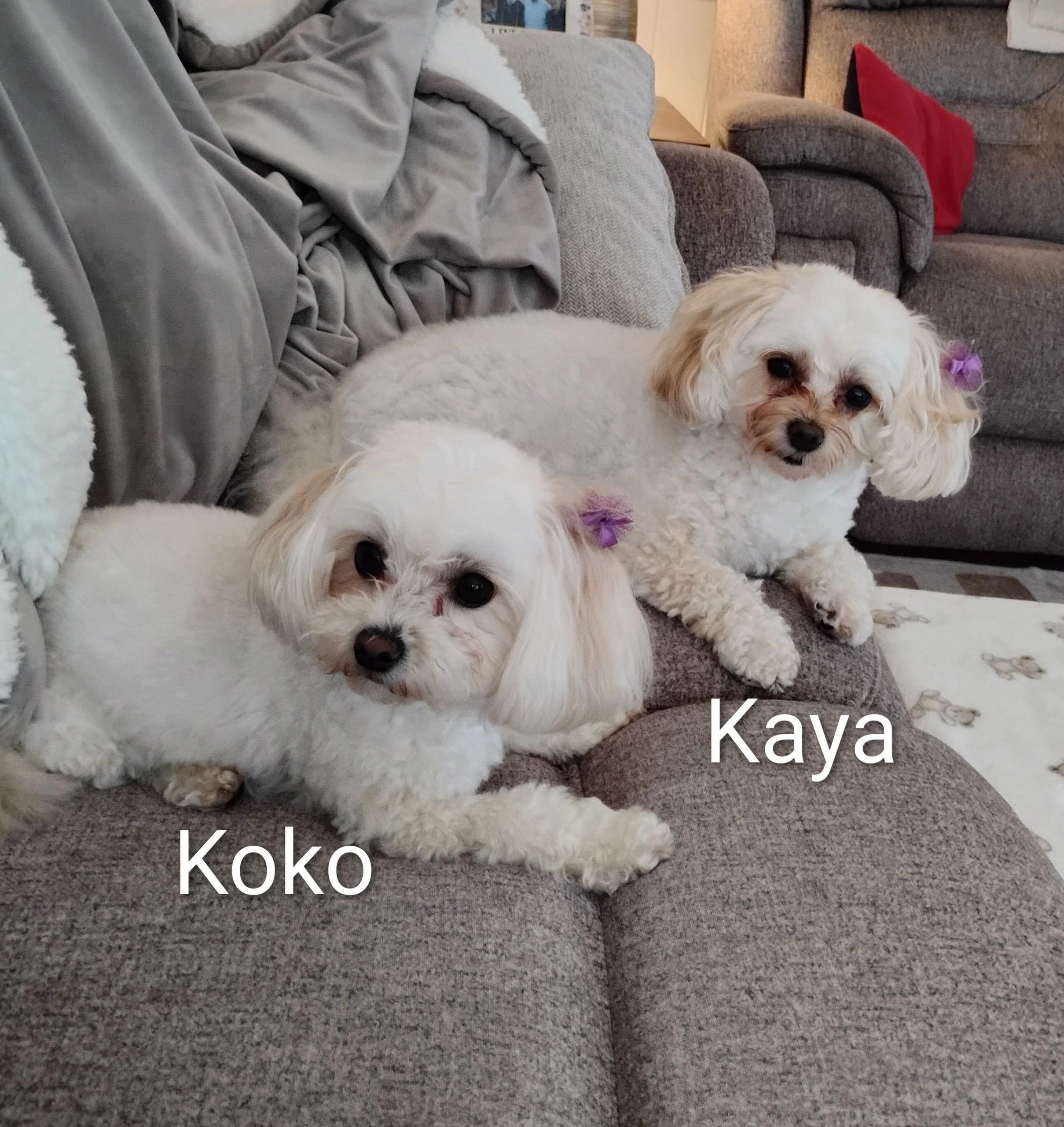 Two small white dogs named Koko and Kaya relaxing on a couch.