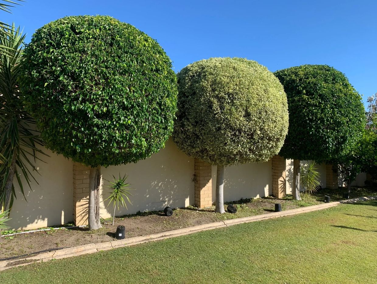 Row of trees cut into ball shapes in Booragoon Perth