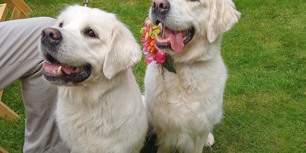Two beautiful golden retriever dogs at a summer wedding